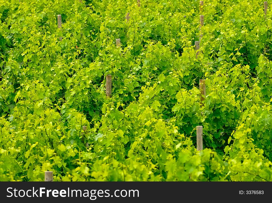 Vineyard in Chianti no.1