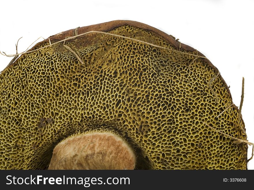 Wilde mushroom on white background from forest