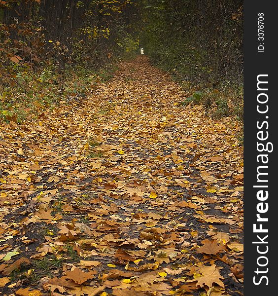 A view of a walking path in the fall. A view of a walking path in the fall.