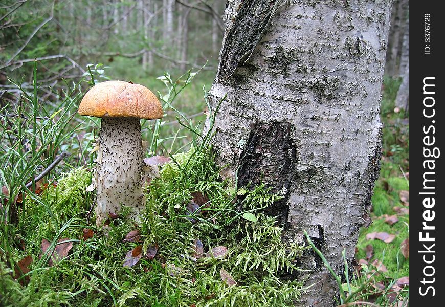 Orange-cap boletus in green moss near a birch