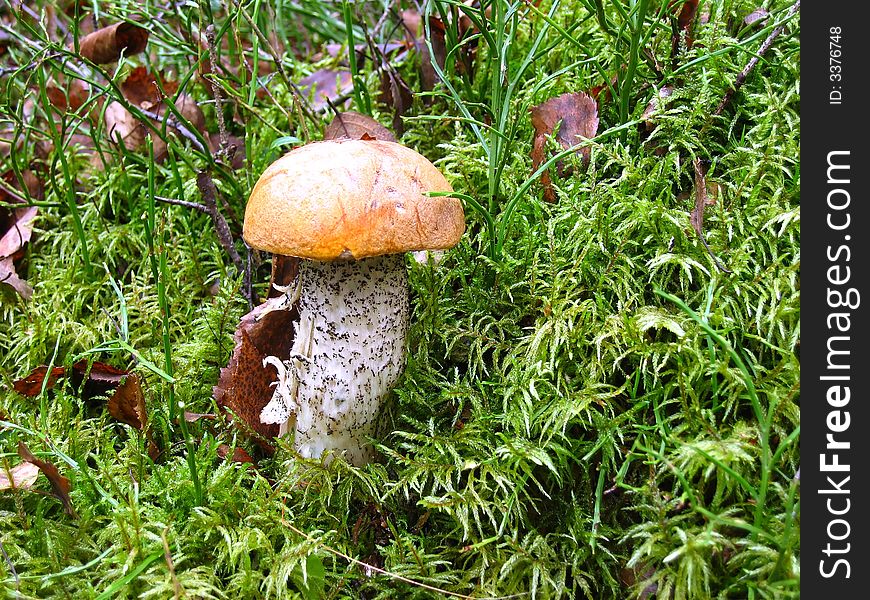 Orange-cap boletus in green moss near a birch