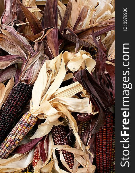 Colorful Indian corn shown in a pile, with husks. Colorful Indian corn shown in a pile, with husks.