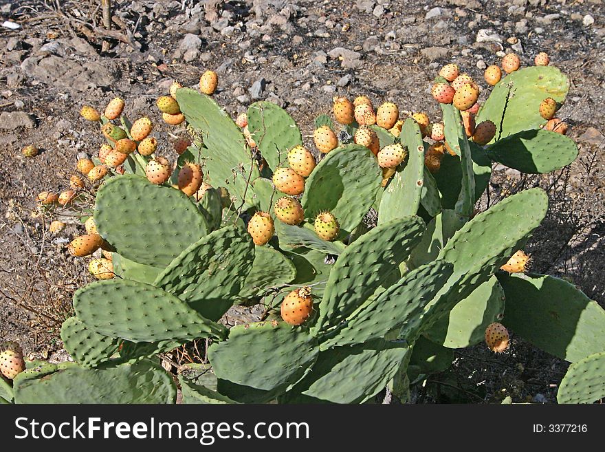 Opuntia With Fruits And Scale