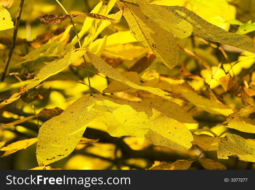 Yellow leaves hanging on a tree ready to fall. Yellow leaves hanging on a tree ready to fall