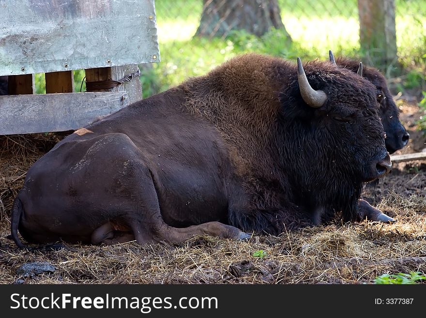 Bison big brown in the wild