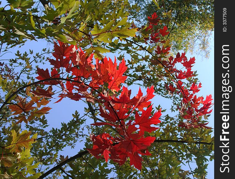 Red leaves with green leaves, and blue sky. Red leaves with green leaves, and blue sky.