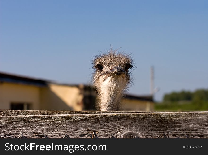 Head of an ostrich on a long neck