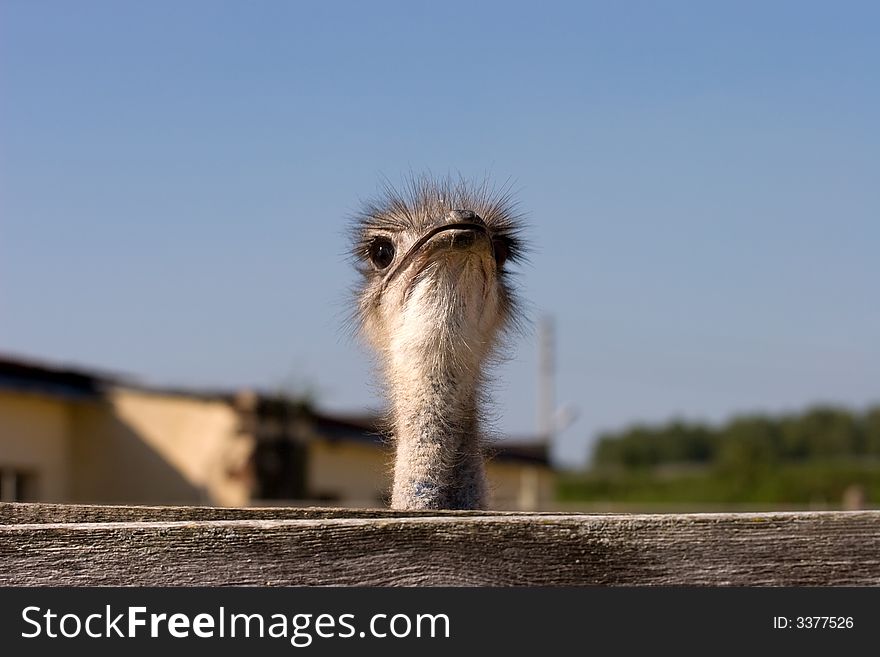 Head of an ostrich on a long neck