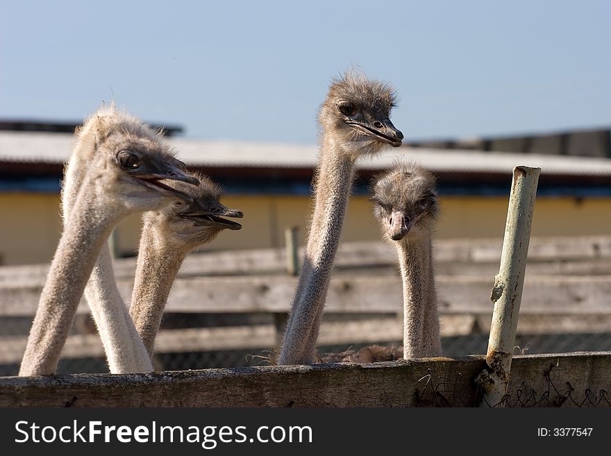 Head of an ostrich on a long neck