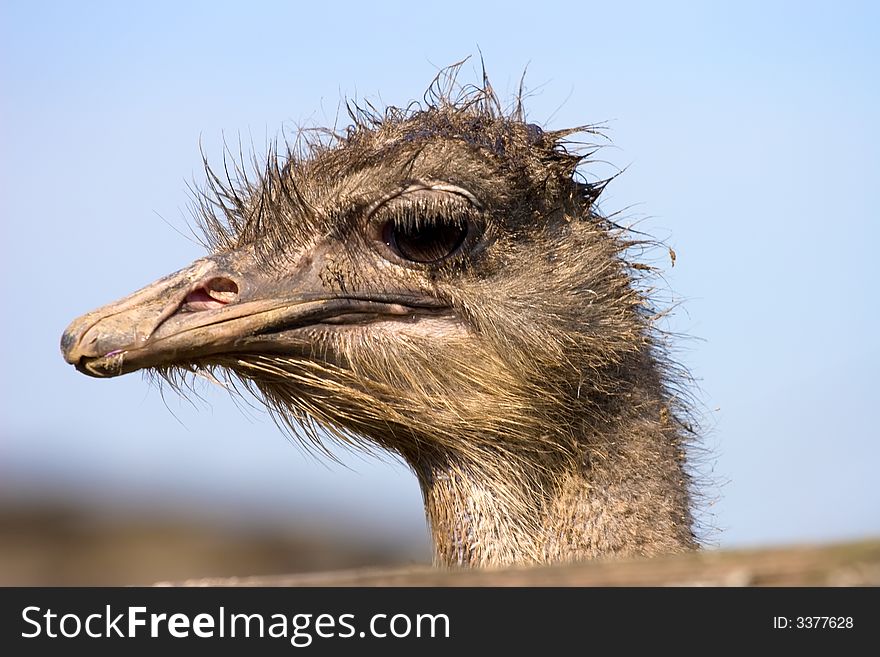 Head of an ostrich on a long neck