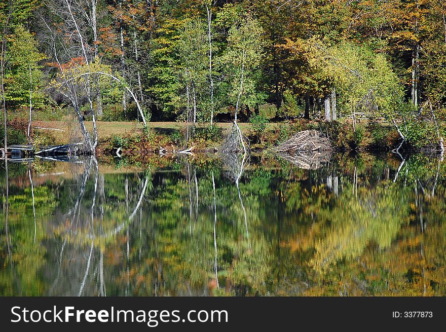 Angled trees reflect in a pond creating semi-circles during fall foliage season in Vermont. Angled trees reflect in a pond creating semi-circles during fall foliage season in Vermont.