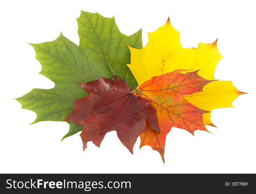 A composition of a green, yellow, orange and red leaves. A composition of a green, yellow, orange and red leaves