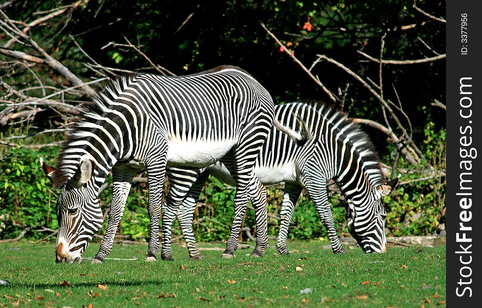 The zebras in a zoo
