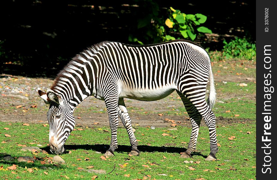 The zebra in a zoo. The zebra in a zoo