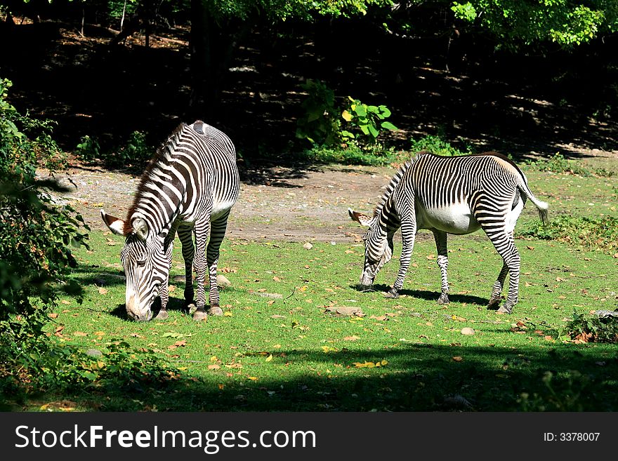 The zebras in a zoo
