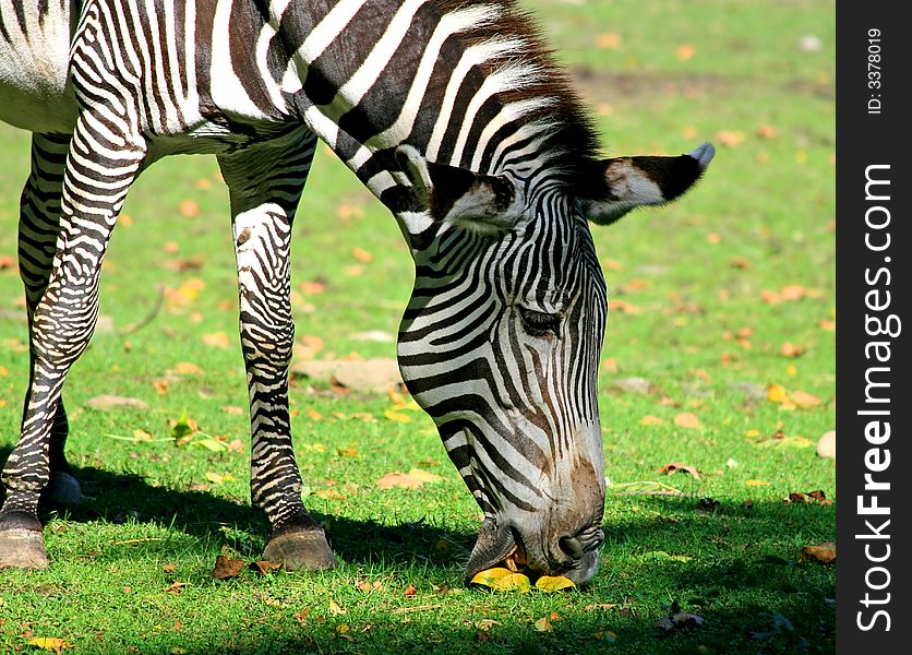 The zebra in a zoo. The zebra in a zoo