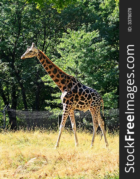 A Giraffe in a zoo