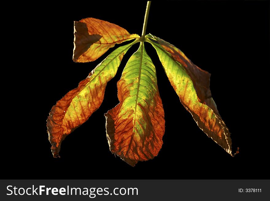 Close up of a branch of colorful leaves on black background.