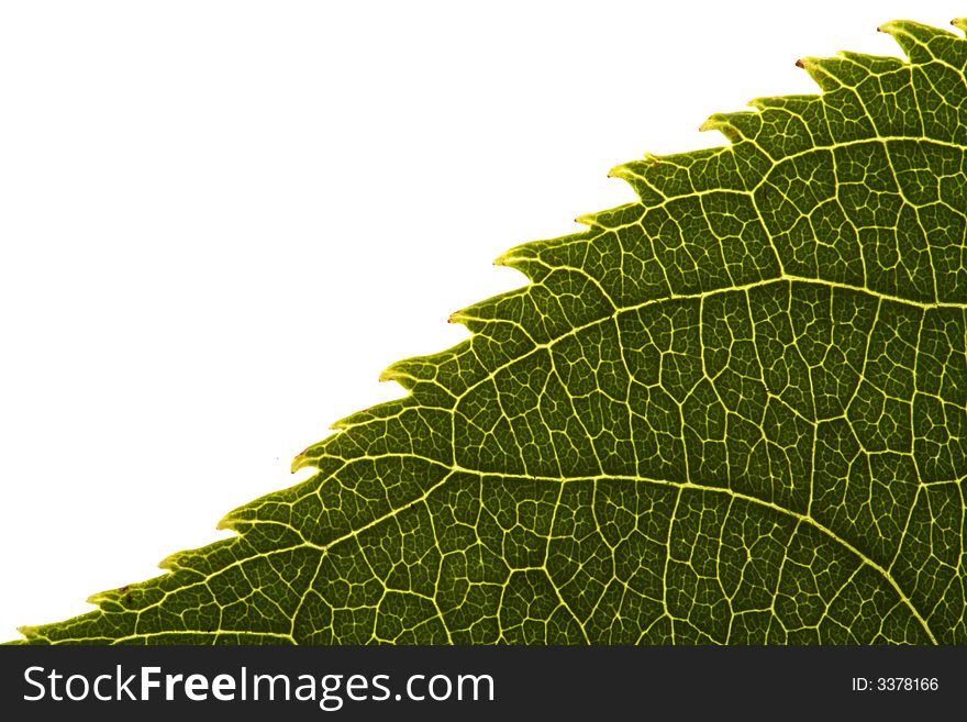 Close up of a single green leaf edge with detailed texture pattern on white background. Close up of a single green leaf edge with detailed texture pattern on white background