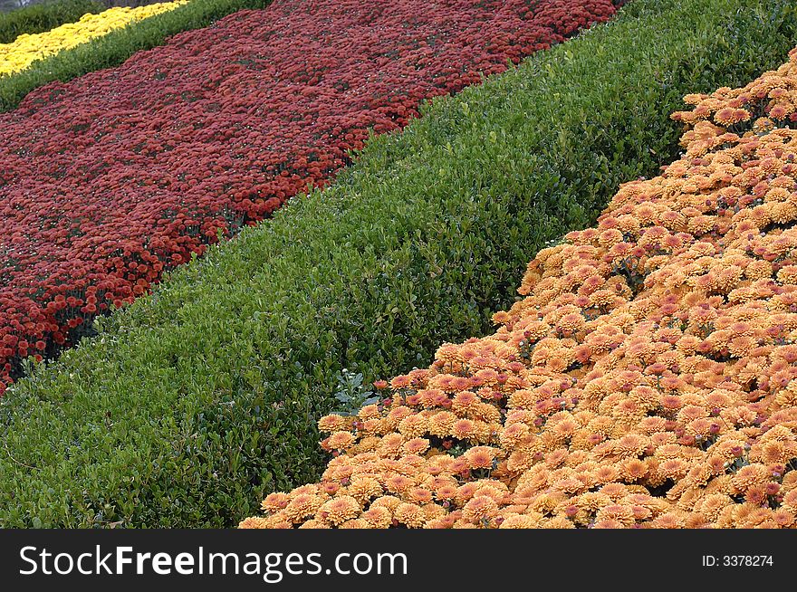 Colorful rows of fall flowers. Colorful rows of fall flowers.