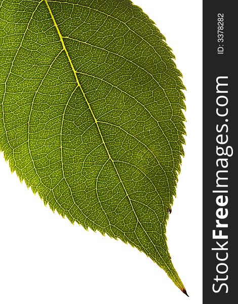 Close up of a single green leaf with detailed texture pattern on white background. Close up of a single green leaf with detailed texture pattern on white background