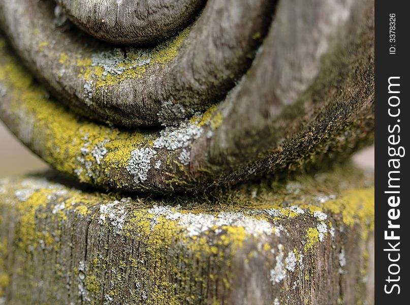 Lichen On Wood Post