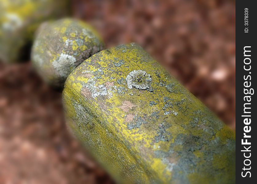 Lichen on Wood Post