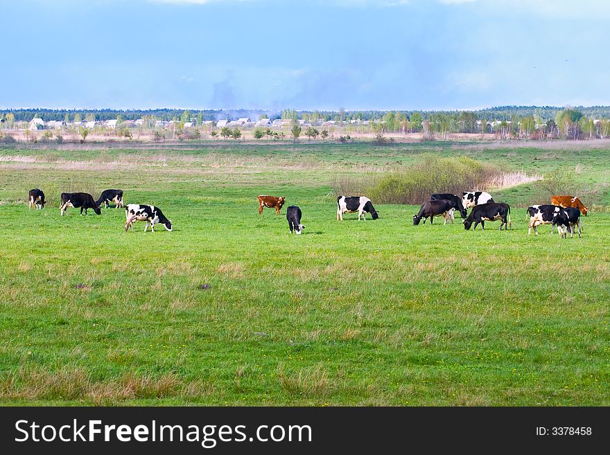 Summer landscape with a cows. Summer landscape with a cows