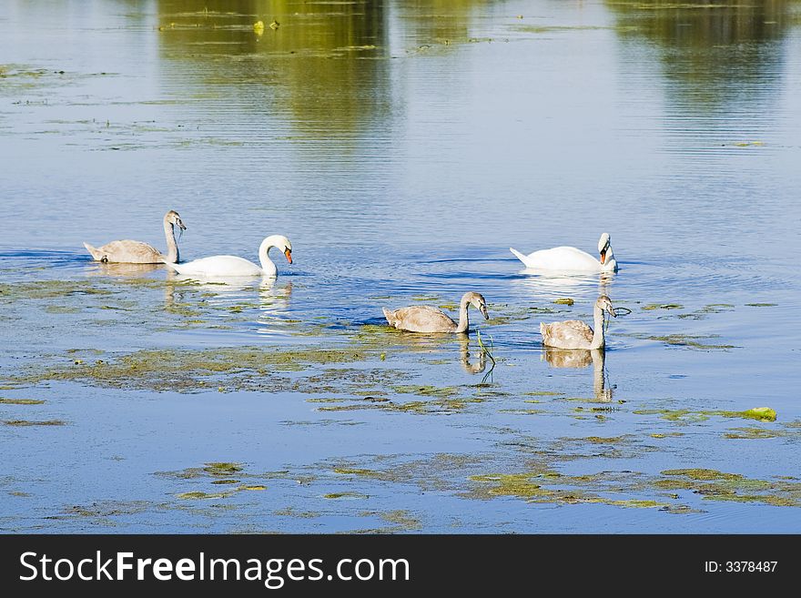 Family of the swans on lake
