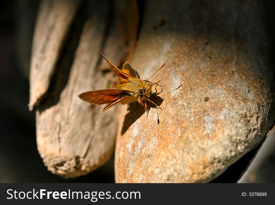 A Woodland Skipper butterfly, Ochlodes sylvanoides, on rock. A Woodland Skipper butterfly, Ochlodes sylvanoides, on rock