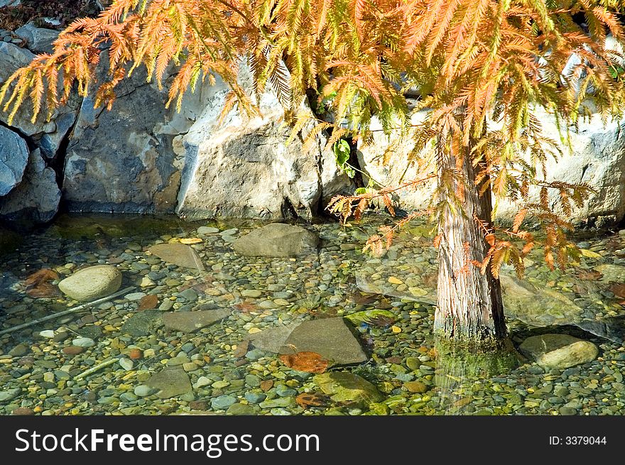 A view of a small tree with colorful early fall foliage, growing in a shallow pool of water with a rock-strewn bottom. A view of a small tree with colorful early fall foliage, growing in a shallow pool of water with a rock-strewn bottom.
