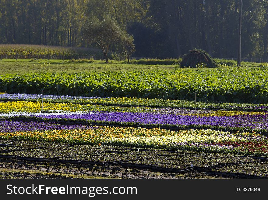 Colorful field of different flowers on a bright sunny day. Colorful field of different flowers on a bright sunny day.