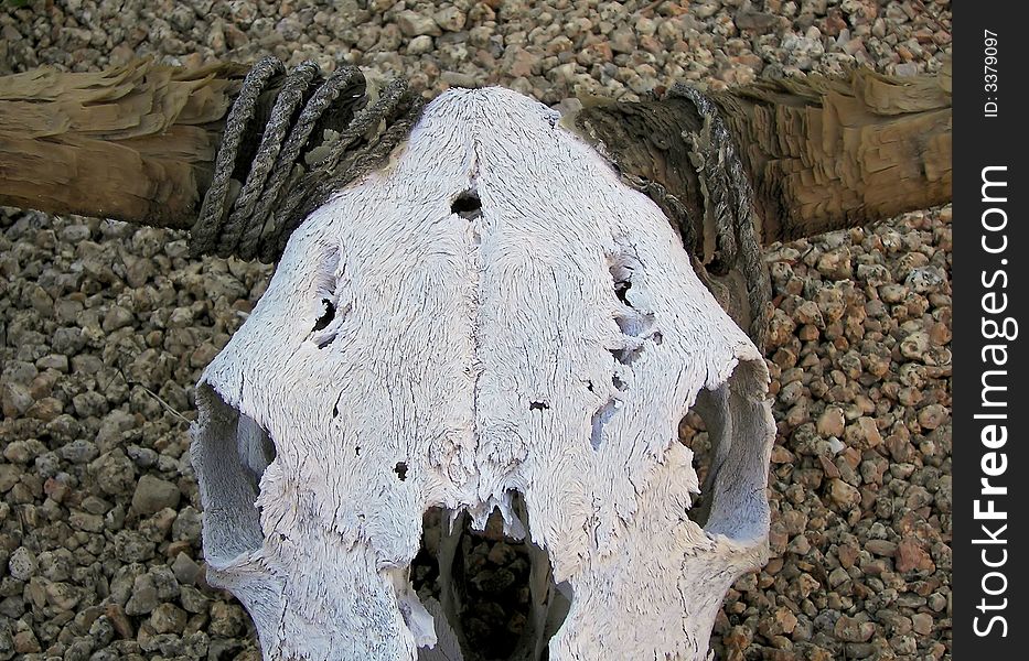Sun bleached steer skull in phoenix garden