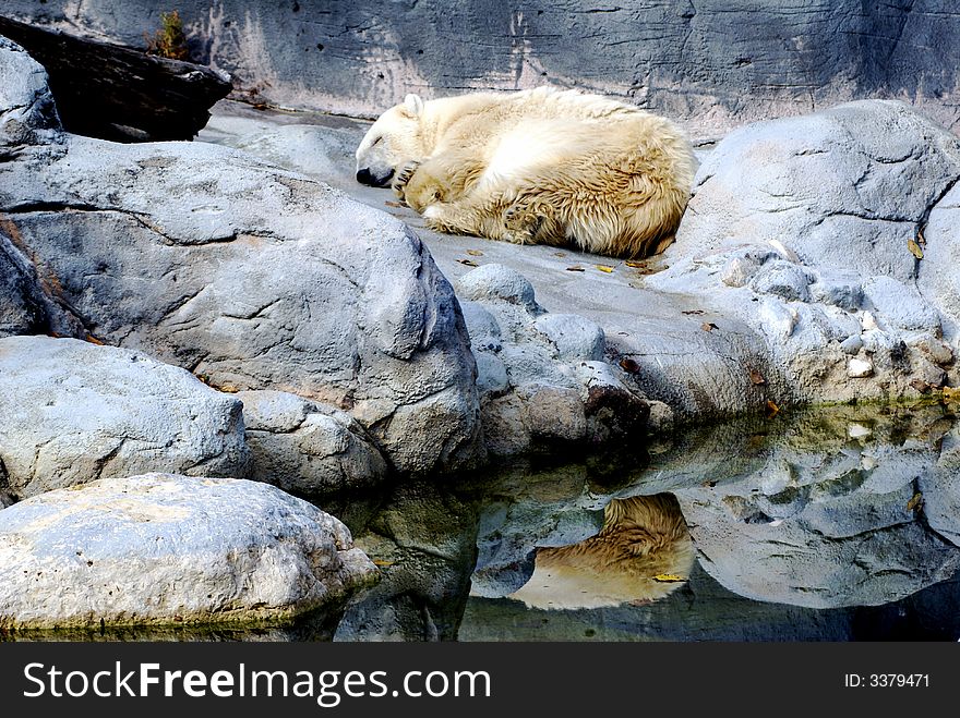 Sleeping polar bear with reflection in water