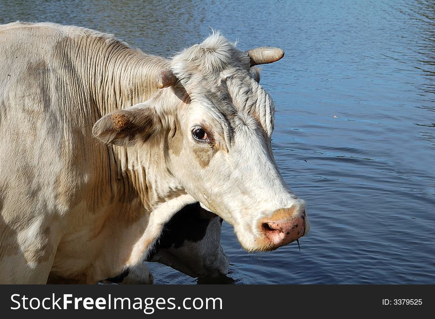 The cow on a watering place on lake. The cow on a watering place on lake