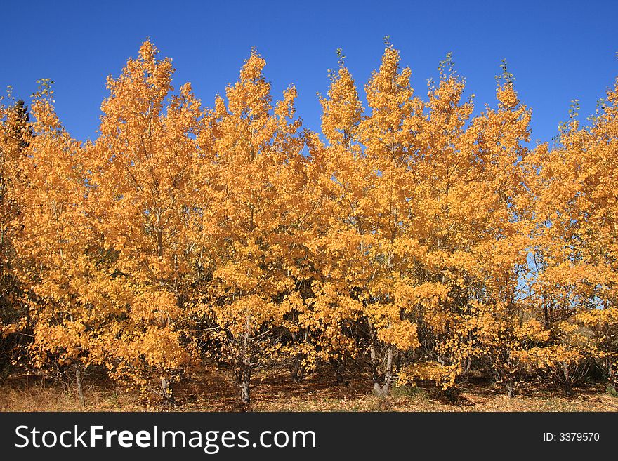 Small grove of golden Yellow trees in Autumn. Small grove of golden Yellow trees in Autumn.