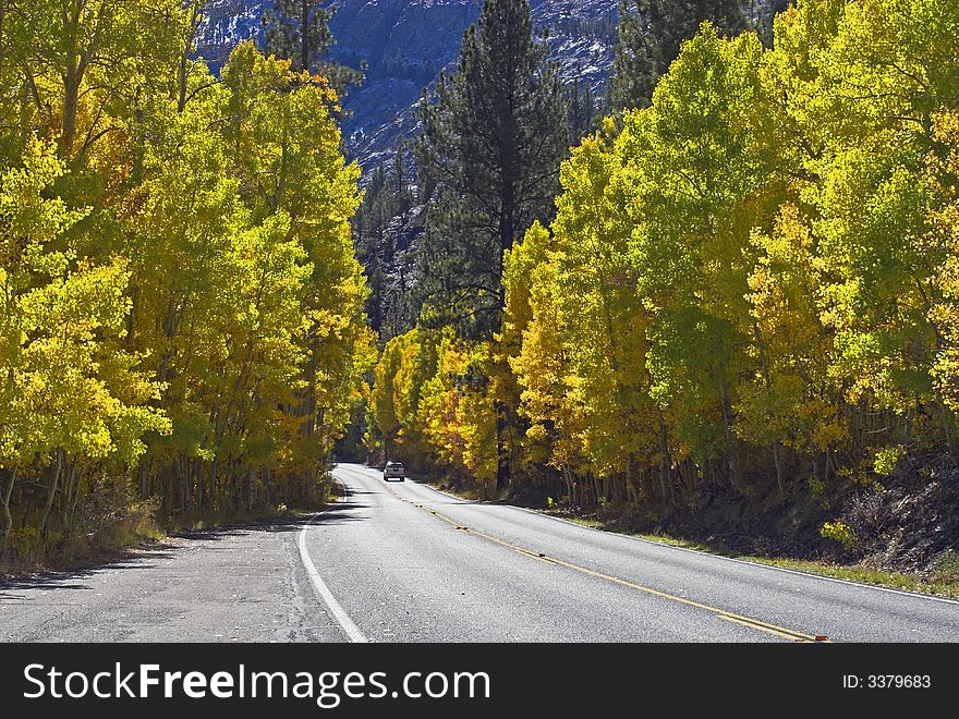 Road with yellow Aspens