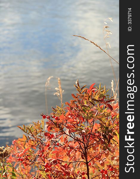 Red ripe berries on the shore of a river in Autumn. Red ripe berries on the shore of a river in Autumn