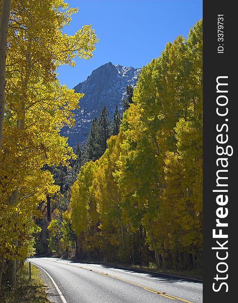 Mountain road in fall flanked by bright yellow Aspen trees. Mountain road in fall flanked by bright yellow Aspen trees