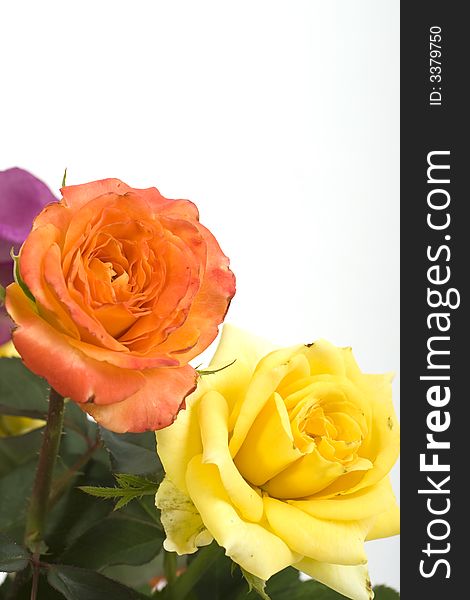 Yellow and orange roses on white background