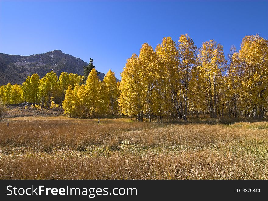 Fall Mountain Meadow surrounde