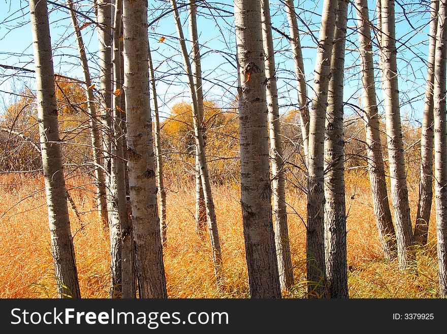 Forest of bare trees in golden Autumn colors. Forest of bare trees in golden Autumn colors.