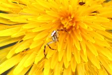 Macro Spider On A Dandelion Stock Image Macro Spider On A Dandelion Stock Image