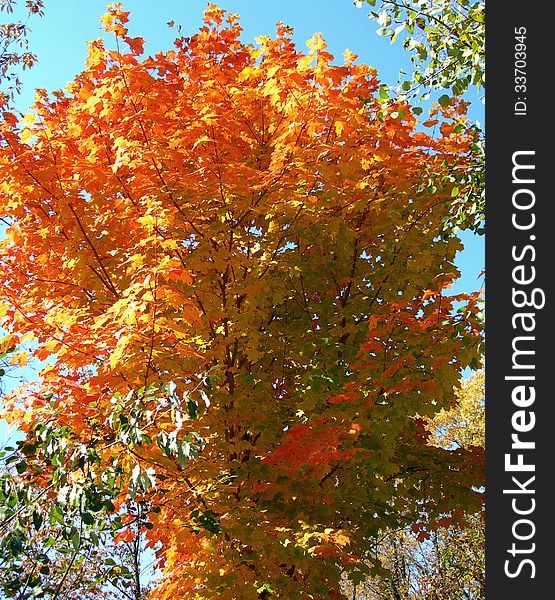 Trees in autumn with vibrant colored leaves against a blue September sky. Trees in autumn with vibrant colored leaves against a blue September sky