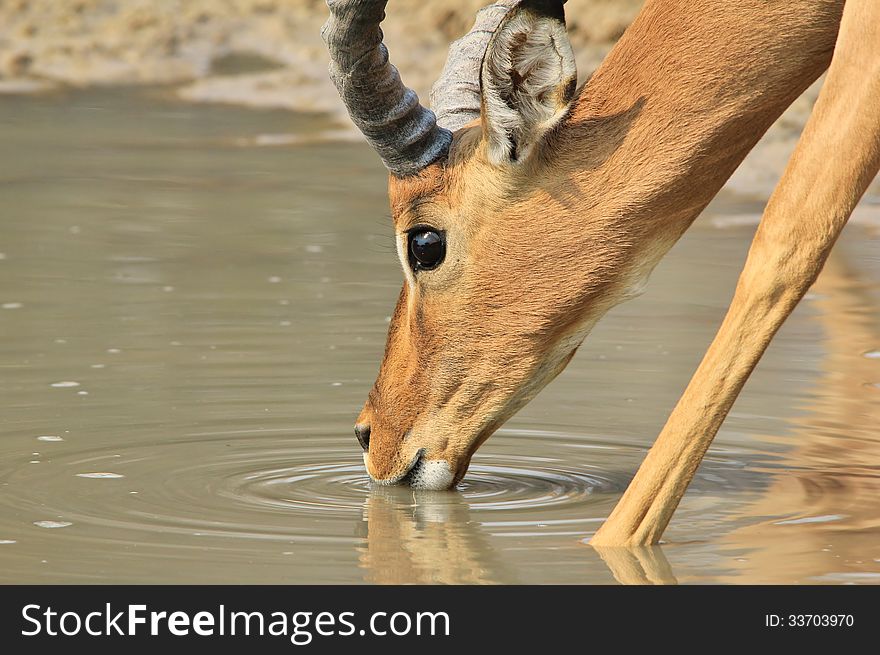An Impala ram drinks water with ripples of color and motion showing. Photo taken in Namibia, Africa. An Impala ram drinks water with ripples of color and motion showing. Photo taken in Namibia, Africa.