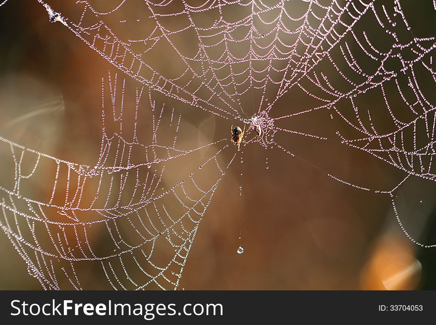 Spider web with drops of dew falling and the spider in the early morning. Spider web with drops of dew falling and the spider in the early morning