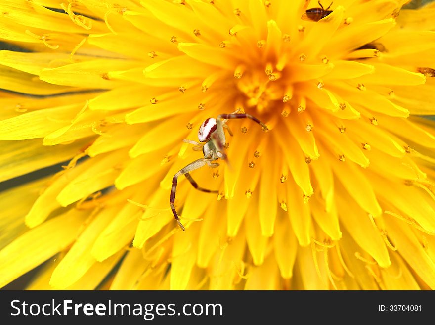 Macro Spider On A Dandelion