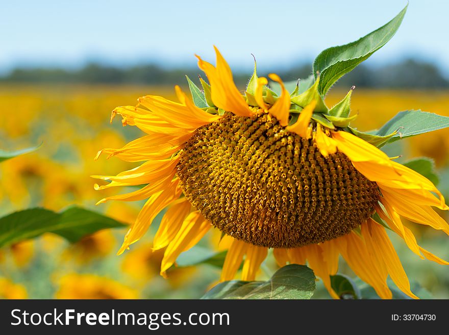 A sun flower in a field of flowers