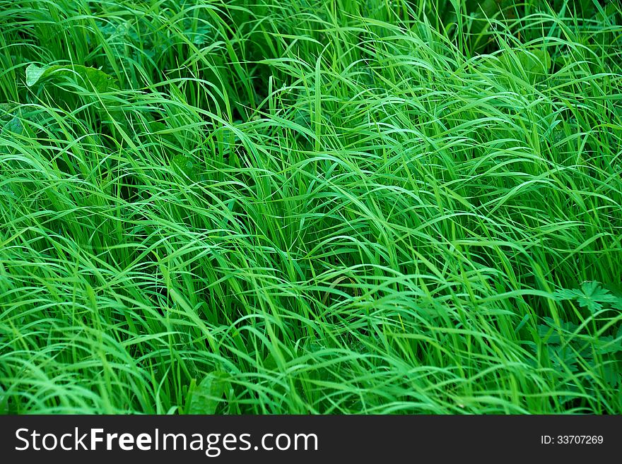 Green grass in spring as background. Green grass in spring as background