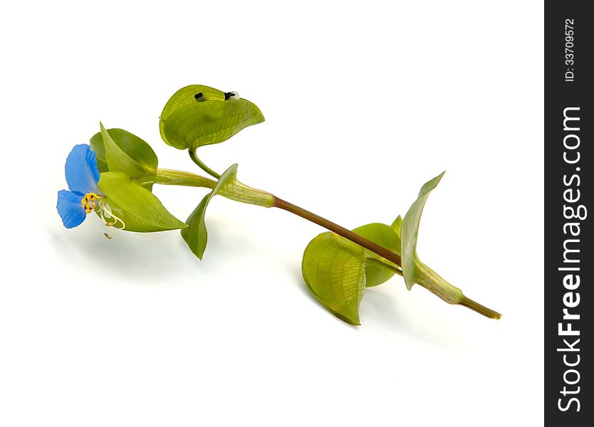 Asiatic Dayflower (Commelina communis) on a white background